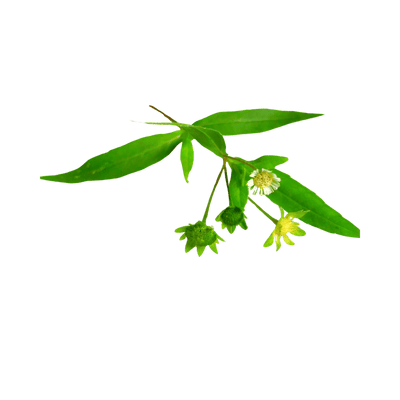 Eclipta Prostrata